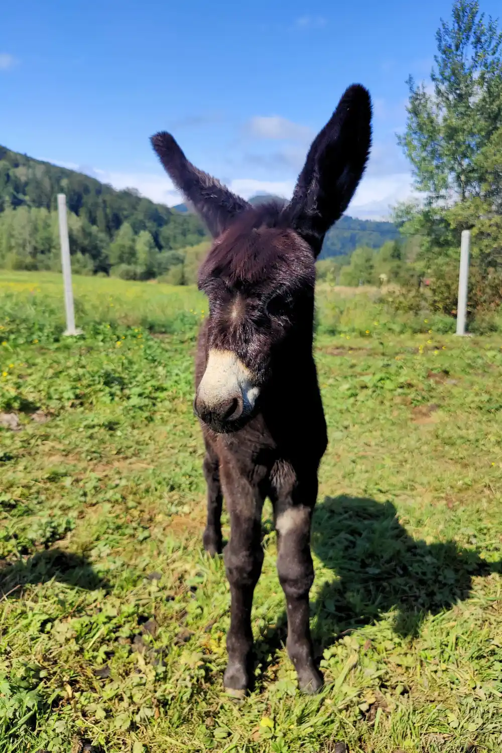 Osioł Leśnym Zwierzyńcu w Lisznej